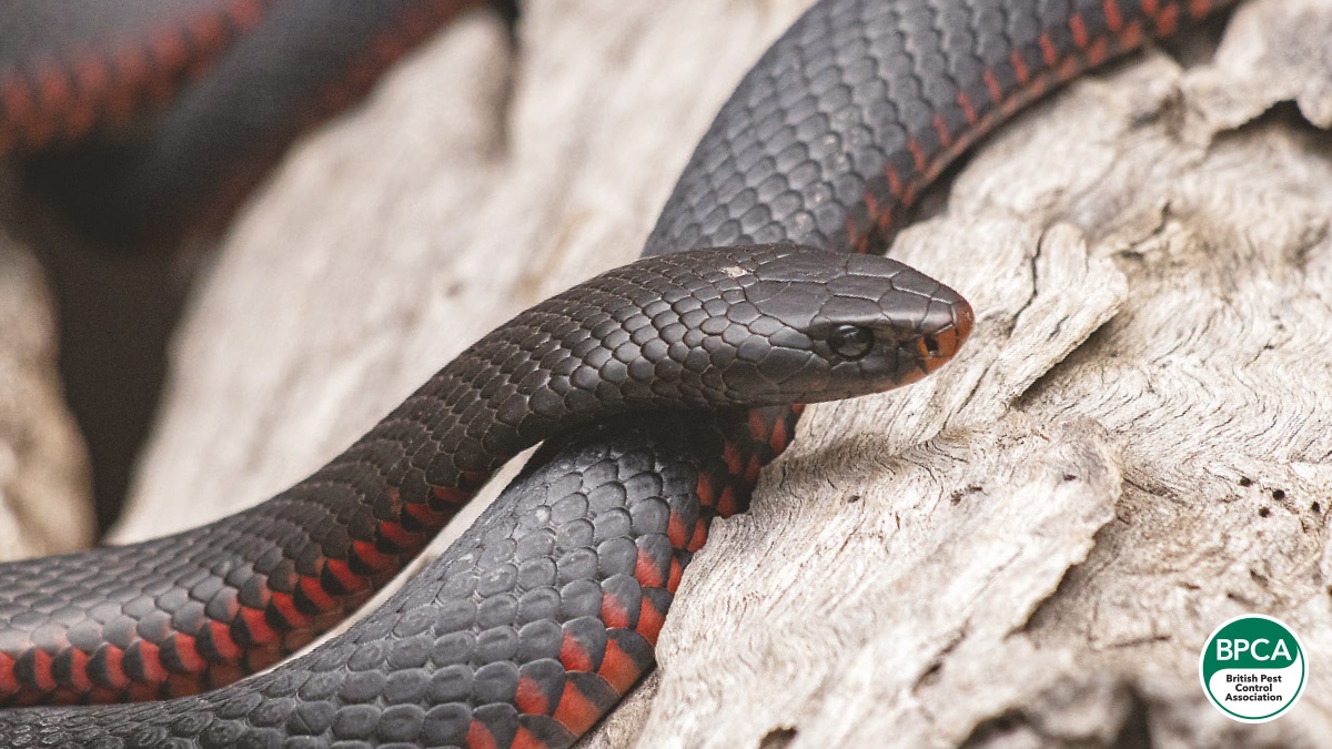 Red bellied black snake PPC107